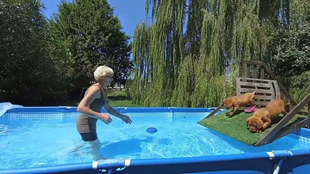 cuccioli Dogue de bordeaux allevamento  les dogues de la Plaine Ferrara