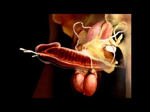 Vídeo: Impacto De La Baja Competencia De Esperma En Alometrías De Rasgos Reproductivos Masculinos En Un Matorral