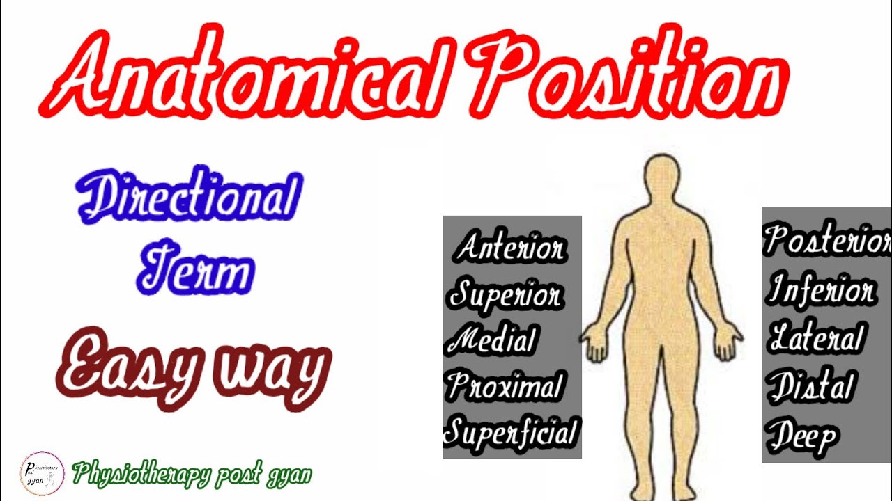 Easy Way To Remember Anatomical Position Directional Term Youtube