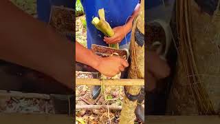 Unraveling fiber from natural banana tree trunks using traditional tools #shorts