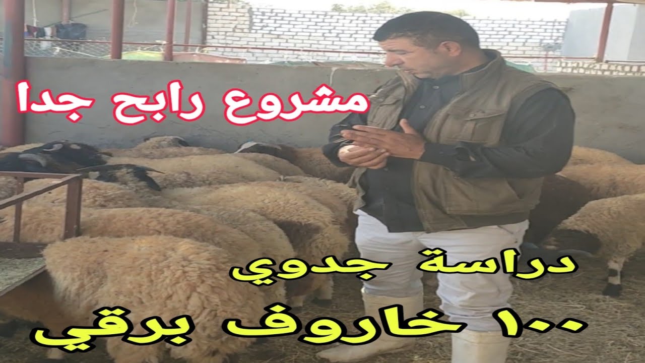 مع د/السيد الطوخي.ودراسة جدوي تربية 100 خاروف برقي..شامل الأرباح المتوقعه و التغذية والتحصينات