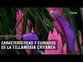 Características y cuidados de la Tillandsia cyanea - TvAgro por Juan Gonzalo Angel Restrepo