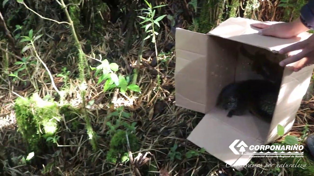 LIBERACIÓN DE ESPECIES