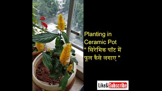 Planting in Ceramic Pot 