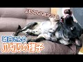 【激闘】爪切りが苦手な琥白さん