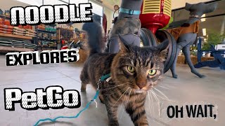 Take Your Cat To PetCo… Okay!