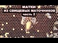 Вывод маток из свищевых маточников. часть 2.