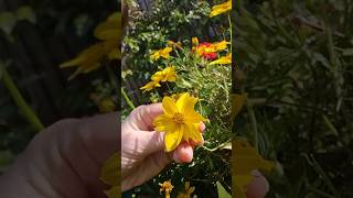 Waarom Smaakt Paardenbloem Bitter