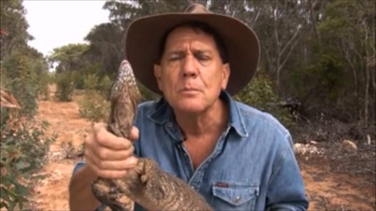 Sand Goanna Encounter