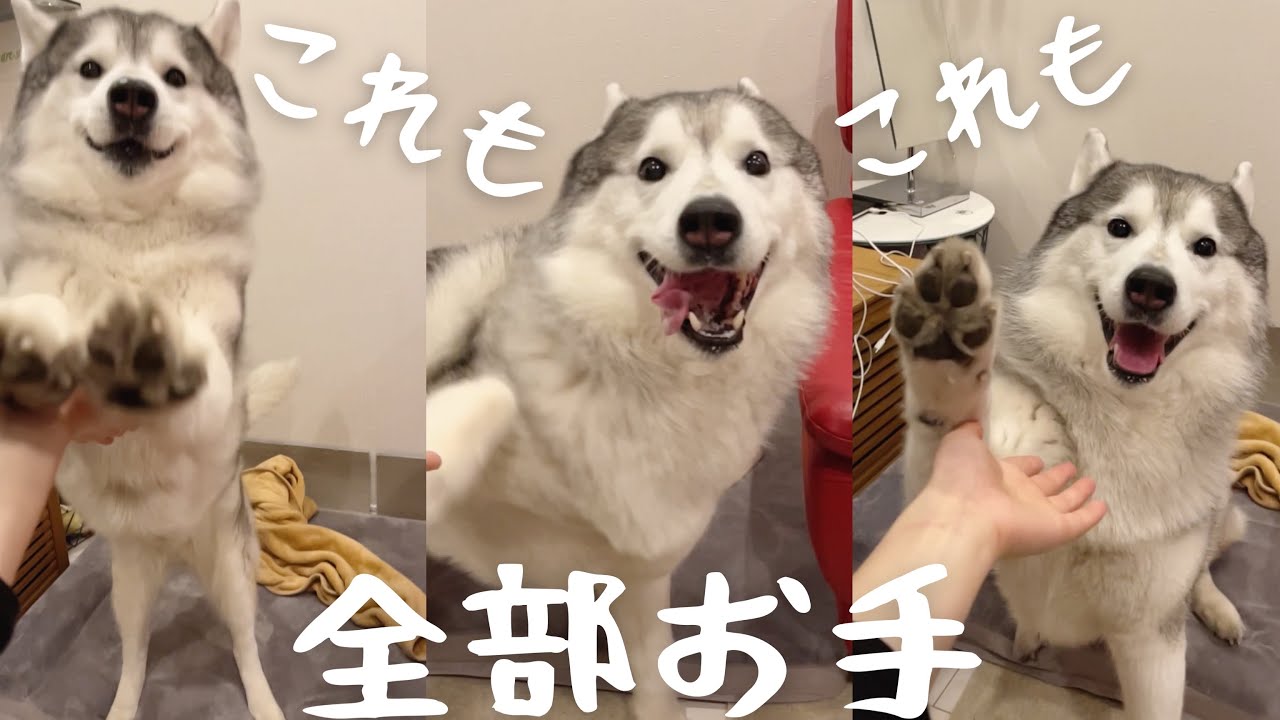 犬も乗り物酔いをする 愛犬が快適にドライブするための注意点 いぬのきもちnews Line News 犬も乗り物酔いをする 愛犬が快適にドライブするための注意点 いぬのきもちnews Line News