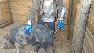 Искусственное осеменение свиней. Осеменяем свинью породистым ландрасом. День в деревне