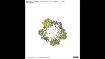 PhysiCell demo: heterogeneous tumor growth