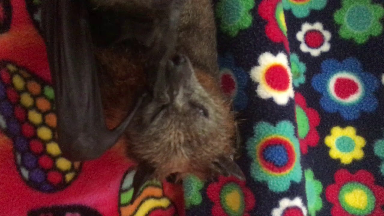 Bat Multi Tasking Grooming . - YouTube