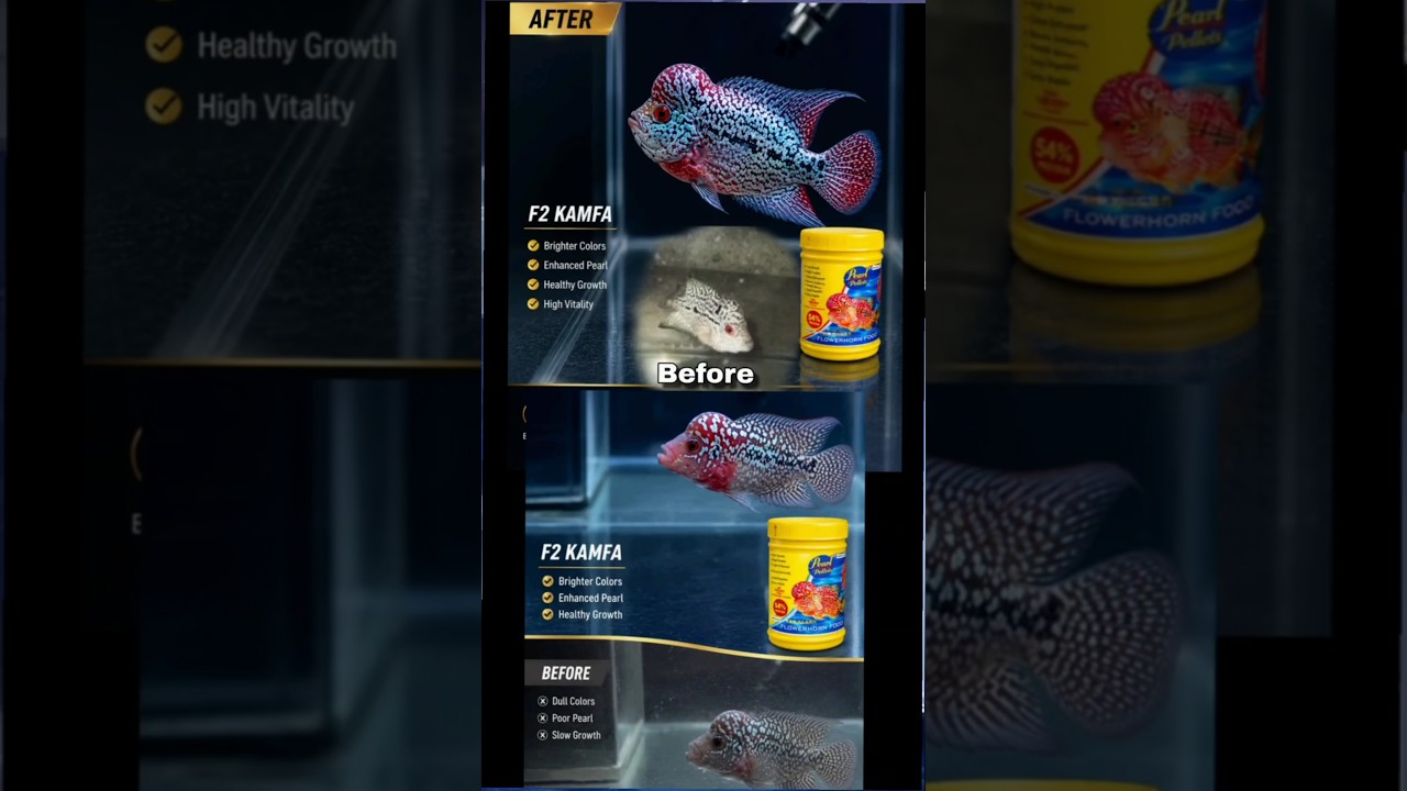 F2  & F1 Kamfa Progress Update Stronger body, brighter pearls, and improved overall appearance.