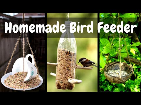 فيديو: كيف تصنع مغذيات طيور كوز الصنوبر؟