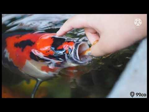 Video: Fakta Mengenai Ikan Koi
