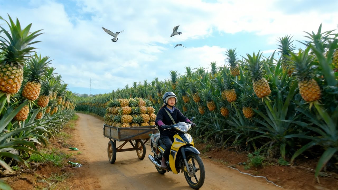 Harvest A Truckload Of Pineapple To Sell At The Market – Tie Pumpkin ...