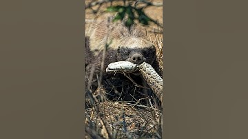 Watch Full Video 👆🏻    #animals #shorts #wildlife