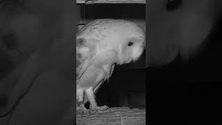 When rescued barn owl Flora was ready to fledge