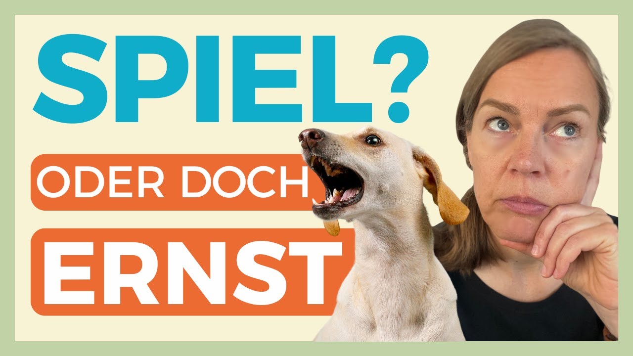 🙌  KÖRPERSPRACHE-ANALYSE: SPIELT DEIN HUND ODER MOBBT ER? PRAXISVIDEO 🔥
