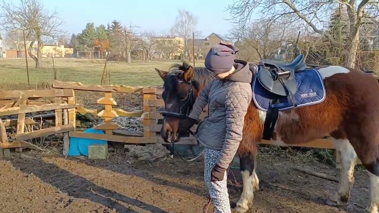 Zajeżdżanie Cykorii cz. 1