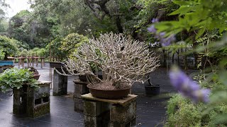 Schefflera Bonsai: Species Care and Styling