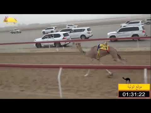 الشوط 14 الاورنجي ل علي سالم المنصوري شارة الصندوق الجمعه 2018 7 6 الوثبة فطامين