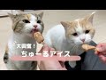 【ASMR】手作りちゅーるアイスにぺろぺろが止まらない猫たち。。【マンチカン】