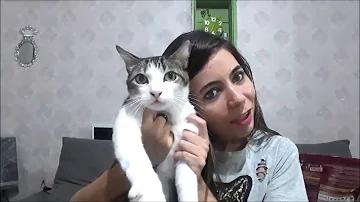 O que fazer quando o gato está com pedra na bexiga?