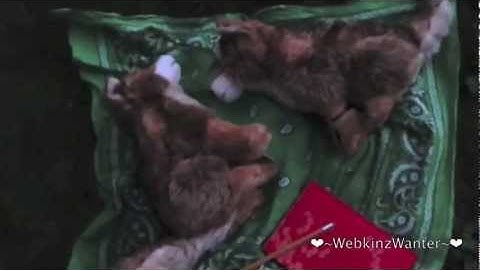 ~❤coυɴт oɴ мe❤~ Webkinz Music Video