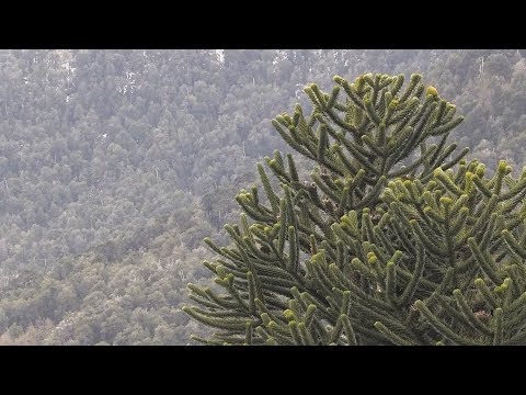 Video: Chilean Araucaria: description and photo