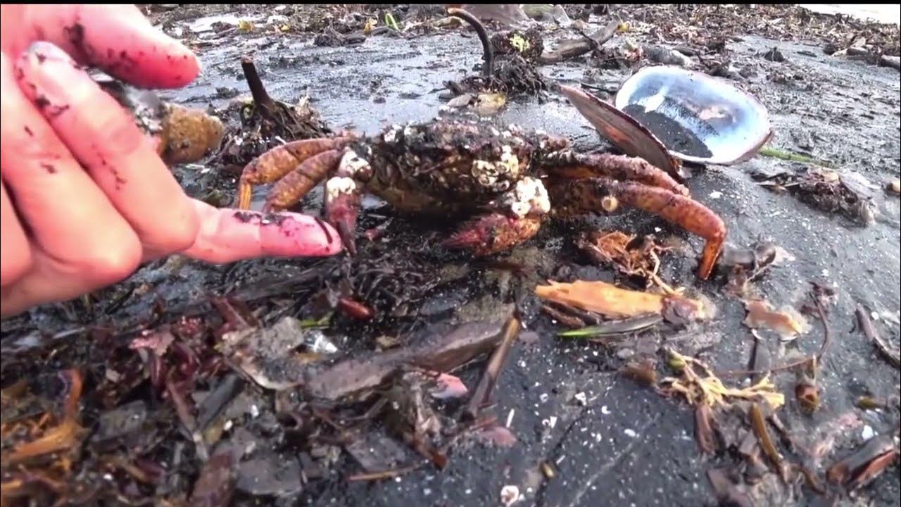 Edible Sea Creatures PART 3 at the Beach - YouTube