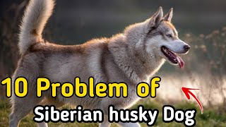 10 problems of Siberian Husky || Problem of husky