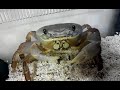pet crab eating anchovy