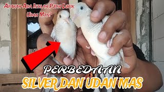 Silver Atau Udan Mas !! Perbedaan Perkutut Silver Dan Udan Mas