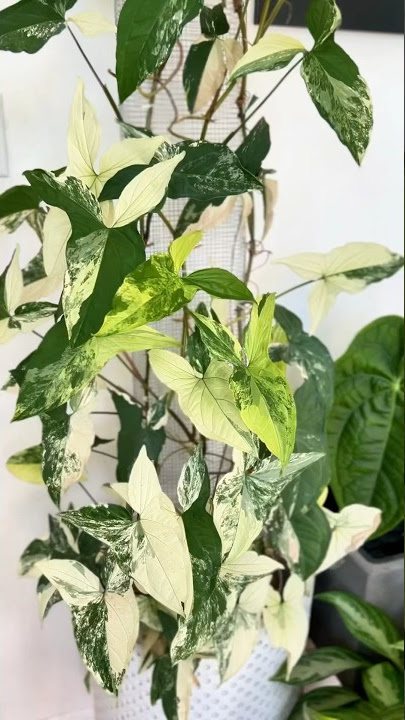 Syngonium Albo Transformation - #plants #houseplants #plantlover #rareplants #plantcare