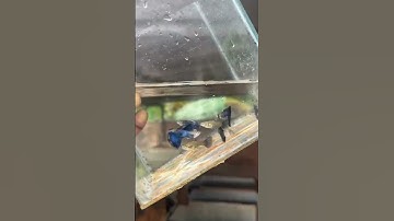 Thumbnail of blueberries#trending #fishes #Blueberry #music #song #Malayalam #shots #YouTube#subscribe