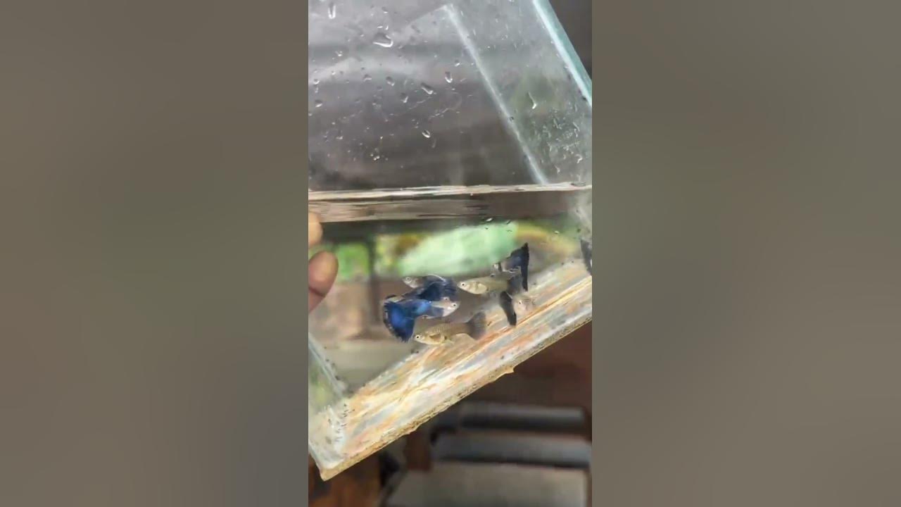 blueberries#trending #fishes #Blueberry #music #song #Malayalam #shots #YouTube#subscribe