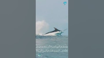 اية 217 إلى  220 من سورة الشعراء #اكسبلور #تيك_توك