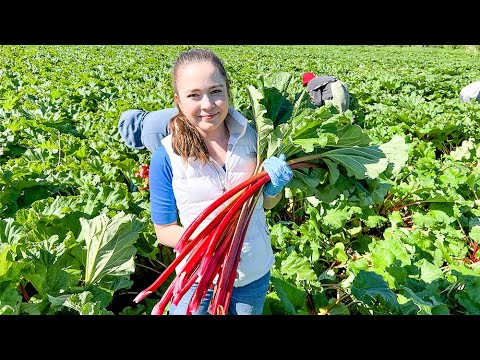 Video: Šta uzrokuje male stabljike rabarbare: šta učiniti sa stanjivom rabarbarom