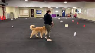 Chester AKC Rally Intermediate Virtual 2 by Pup to Perfection 153 views 2 years ago 1 minute, 32 seconds