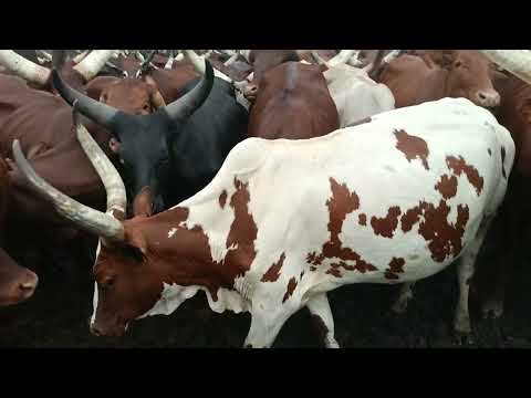 Feya Mayeka Nega Huya Ndila Nhihina