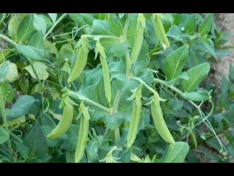 فيديو: Pea ‘Mr. معلومات مهمة: تعرف على كيفية زراعة السيد البازلاء الكبيرة في الحديقة