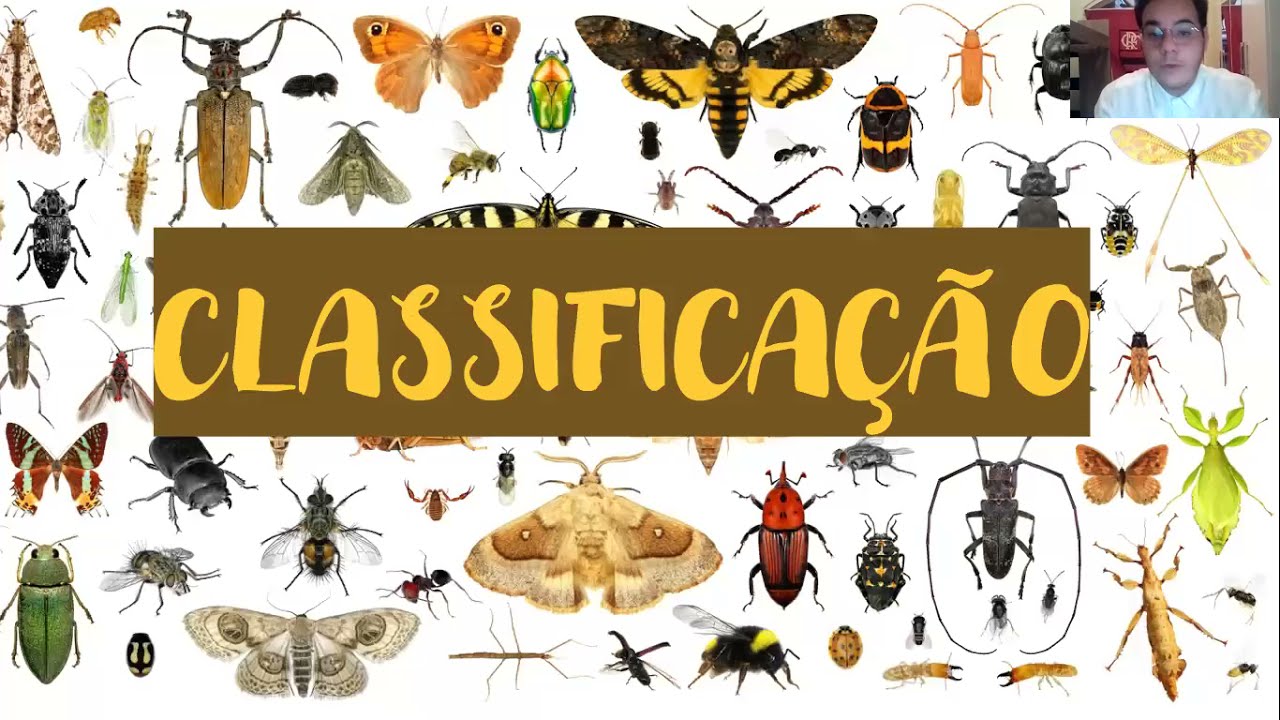 Classificação de insetos. YouTube