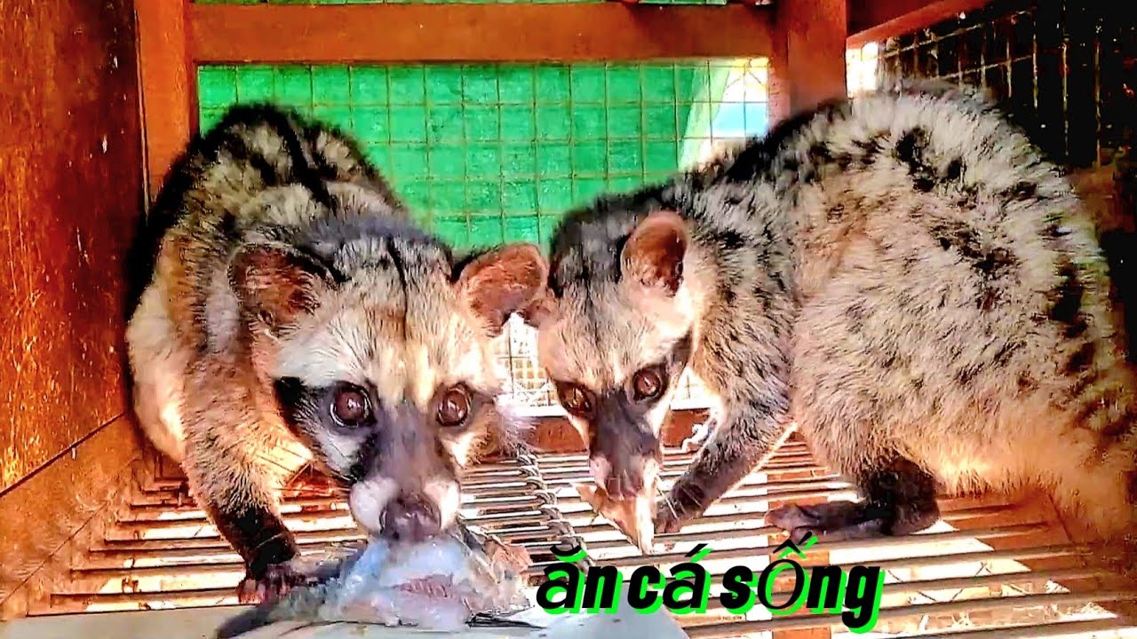 Cách chăm sóc chồn hương mau lớn - ít bệnh