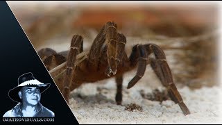 Rose Tarantula Alert 01 Footage