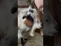 Come Check On Our Goats With Us!!!! #gambrel #barn #babyanimals #acapella #choir#farmlife #family