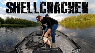 How Fish the Shell Cracker G2 by Black Dog Baits 