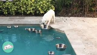 Bulldog Obsessed With Bowls Gets A Pool Full Of Them | Cuddle Buddies