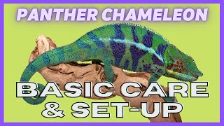 Ugr - Panther Chameleon Care Video